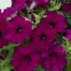 Петуния мультифлора Мамбо Джи Пи Дип Парпл 10 драже