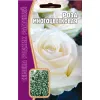 Роза Многоцветковая Белая 7 шт РЕДКИЕ СЕМЕНА
