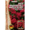 Пентас продолговатый F1 GRAFFITI OG RED VELVET  3 шт РЕДКИЕ СЕМЕНА