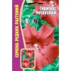 Гибискус Мускусный 5 шт РЕДКИЕ СЕМЕНА