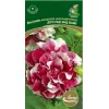 Петуния махровая многоцветковая Дуо Ред энд Вайт 10 шт ПОИСК