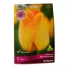 Тюльпан дарвинов гибрид Дейдрим 5 шт ПОИСК