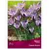 Крокус зибера Спринг Бьюти 10 шт ПОИСК