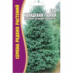 Ель Канадская густая BLACK HILLS SD 10 шт РЕДКИЕ СЕМЕНА