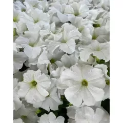 Петуния мультифлора Мамбо Джи Пи Вайт10 драже
