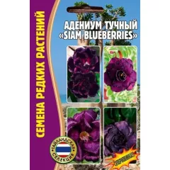 Адениум тучный SIAM BLUEBERRIES 3 шт РЕДКИЕ СЕМЕН