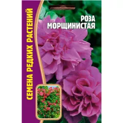 Роза Морщинистая 10 шт РЕДКИЕ СЕМЕНА