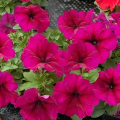Петуния грандифлора Лимбо Джи Пи Бургунди 10 драже