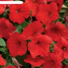 Петуния мультифлора Мамбо Джи Пи Ред 10 драже