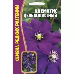 Клематис Цельнолистный 5 шт РЕДКИЕ СЕМЕНА