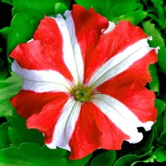 Петуния крупноцветковая Донна Стар Ред энд Вайт 10 драже