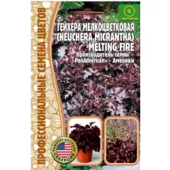 Гейхера Милтинг Файер  мелкоцветковая 5 шт РЕДКИЕ СЕМЕНА
