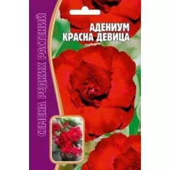 Адениум Красна Девица 3 шт РЕДКИЕ СЕМЕНА