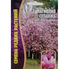 Магнолия Суланжа 3 шт РЕДКИЕ СЕМЕНА