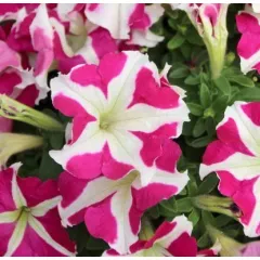 Петуния миллифлора Пикобела Роуз Стар 10 драже