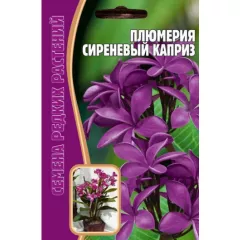 Плюмерия Сиреневый Каприз 3 шт РЕДКИЕ СЕМЕНА