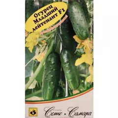 Огурец Младший Лейтенант F1 10 шт Офорт