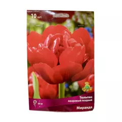 Тюльпан махровый поздний Миранда 10 шт ПОИСК