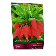 Рябчик императорский Рубра Максима ПОИСК