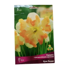 Нарцисс с расщеп-ой коронкой Кум Лауде 5 шт ПОИСК