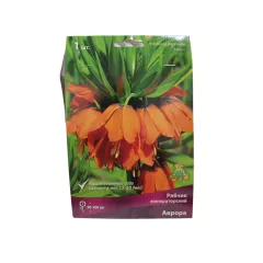 Рябчик императорский Аврора ПОИСК