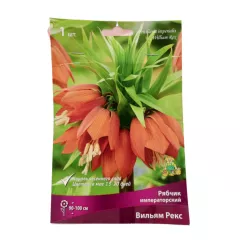 Рябчик императорский Вильям Рекс ПОИСК