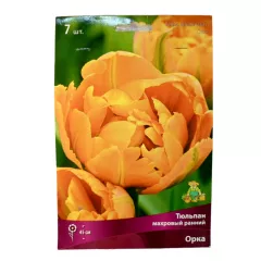 Тюльпан махровый ранний Орка 7 шт ПОИСК