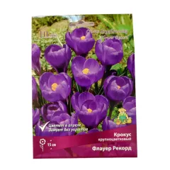 Крокус крупнокорончатый Флауер Рекорд 10 шт ПОИСК