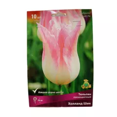 Тюльпан лилиецветный Холланд Шик 10 шт ПОИСК