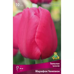 Тюльпан триумф Марафон Чемпион 10 шт ПОИСК