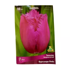 Тюльпан бахромчатый Бургунди Лейс 10 шт ПОИСК