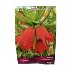 Рябчик императорский Рубра ПОИСК