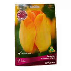 Тюльпан дарвинов гибрид Дейдрим 5 шт ПОИСК