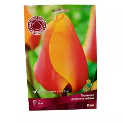 Тюльпан дарвиов гибрид Кэш 5 шт ПОИСК