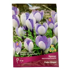 Крокус крупнокорончатый Уэйл Шарк 10 шт ПОИСК