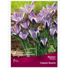 Крокус зибера Спринг Бьюти 10 шт ПОИСК