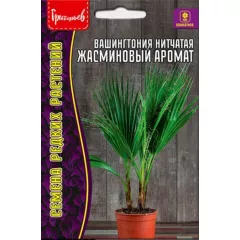 Вашингтония нитчатая Жасминовый аромат 5 шт РЕДКИЕ СЕМЕНА
