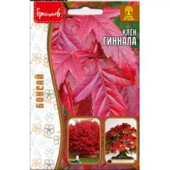 Клен Гиннала 20 шт РЕДКИЕ СЕМЕНА