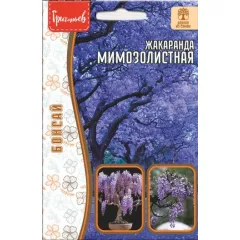 Жакаранда Мимозолистная 5 шт РЕДКИЕ СЕМЕНА