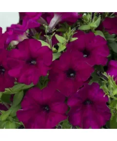 Петуния мультифлора Мамбо Джи Пи Дип Парпл 10 драже