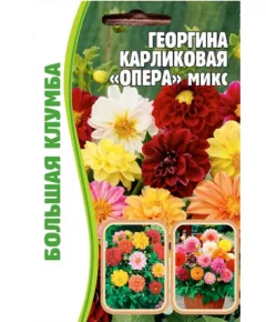 Георгина Опера микс карликовая 20 шт РЕДКИЕ СЕМЕНА