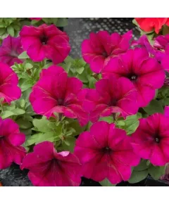 Петуния грандифлора Лимбо Джи Пи Бургунди 10 драже