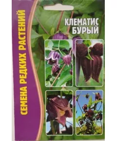 Клематис Бурый 4 шт РЕДКИЕ СЕМЕНА