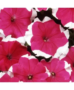 Петуния грандифлора Дримс Роуз Пикоти 10 драже