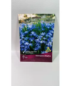 Хионодокса Форбса 10шт ПОИСК