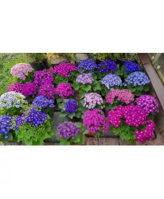 Цинерария STAR WARS MIX 100 шт