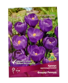 Крокус крупнокорончатый Флауер Рекорд 10 шт ПОИСК
