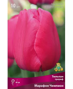 Тюльпан триумф Марафон Чемпион 10 шт ПОИСК