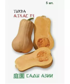 Тыква Атлас F1 5 шт Сады Азии