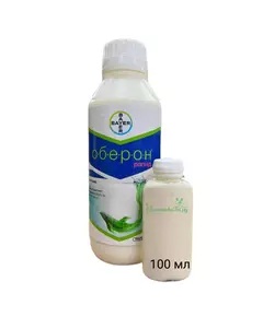 Оберон рапид